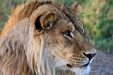 TANZANIA - Serengeti National Park - Leoni Lions - 85